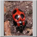 Endomychos coccineus - Scharlachroter Staeublingskaefer 03 6mm.jpg